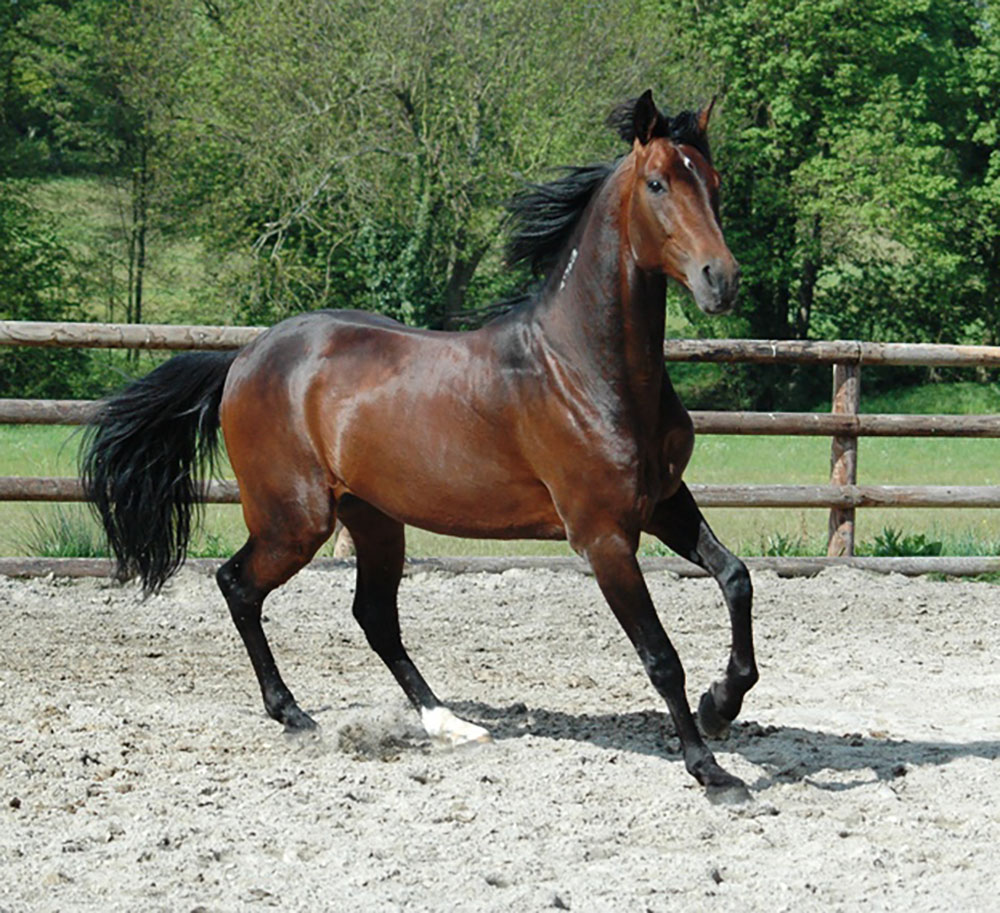 Shergar Boko en av de fjorton avelshingstar som t&auml;vlat f&ouml;r Travkompaniets stall. Foto: A.Lindblom